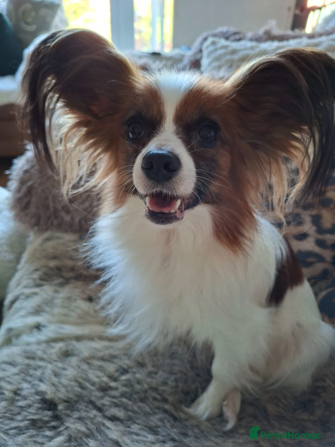 Mixed Breed dogs for sale: Stunning small papipoos/ papillon  x toy poodle - Advert 2