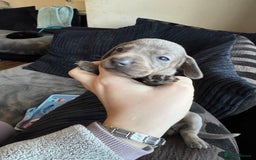 Dachshund dogs for sale: STUNNING dashaunds!!  - Advert 11