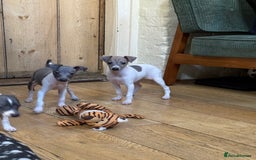Italian Greyhound dogs for sale: Outstanding repeat mating litter  - Advert 5