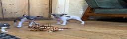 Italian Greyhound dogs for sale: Outstanding repeat mating litter  - Advert 5