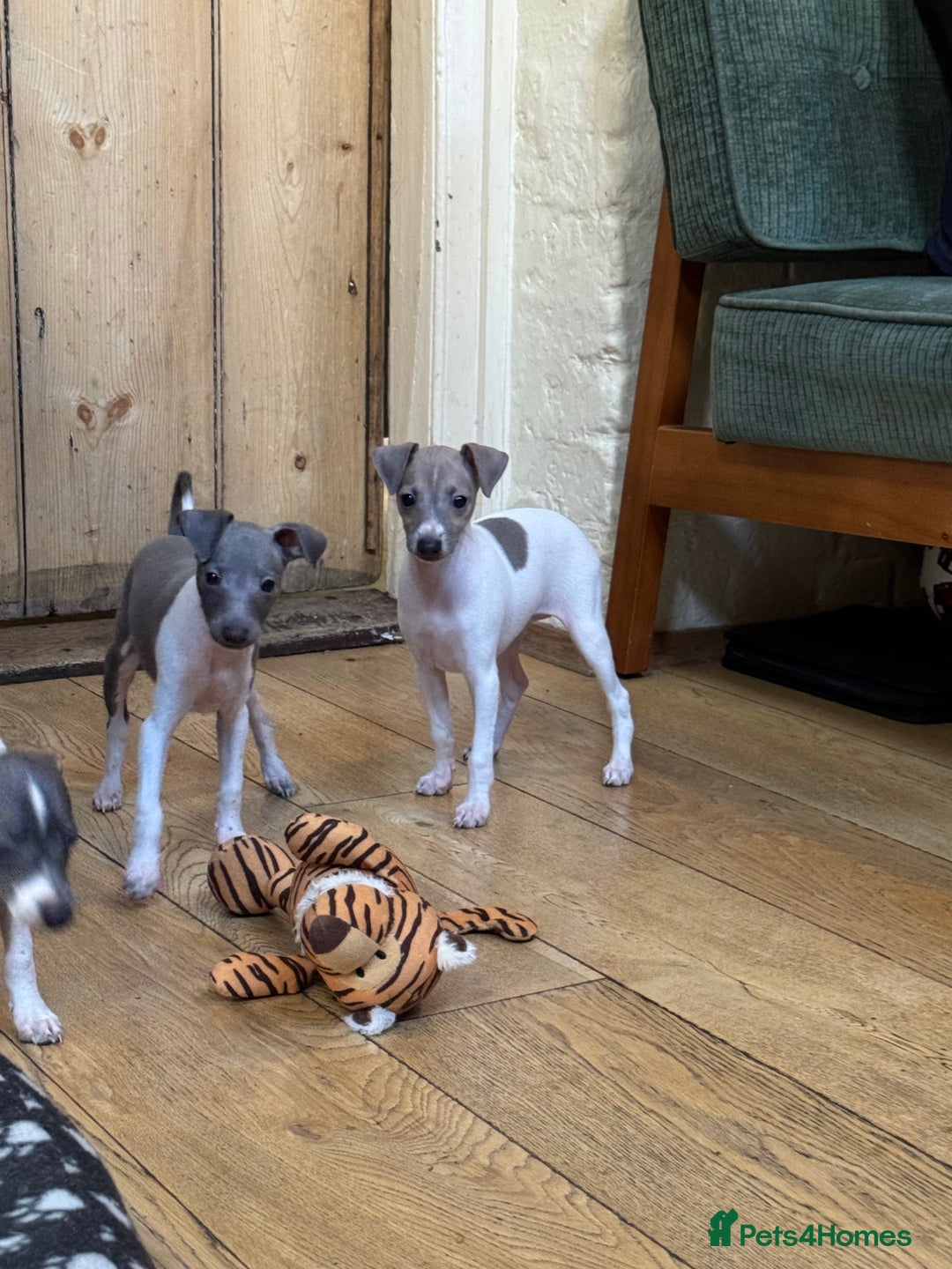 Italian Greyhound dogs for sale: Outstanding repeat mating litter  - Advert 5