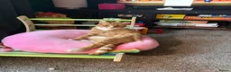Mixed Breed cats for sale: 2 cats for sale  in Liverpool - Advert 2