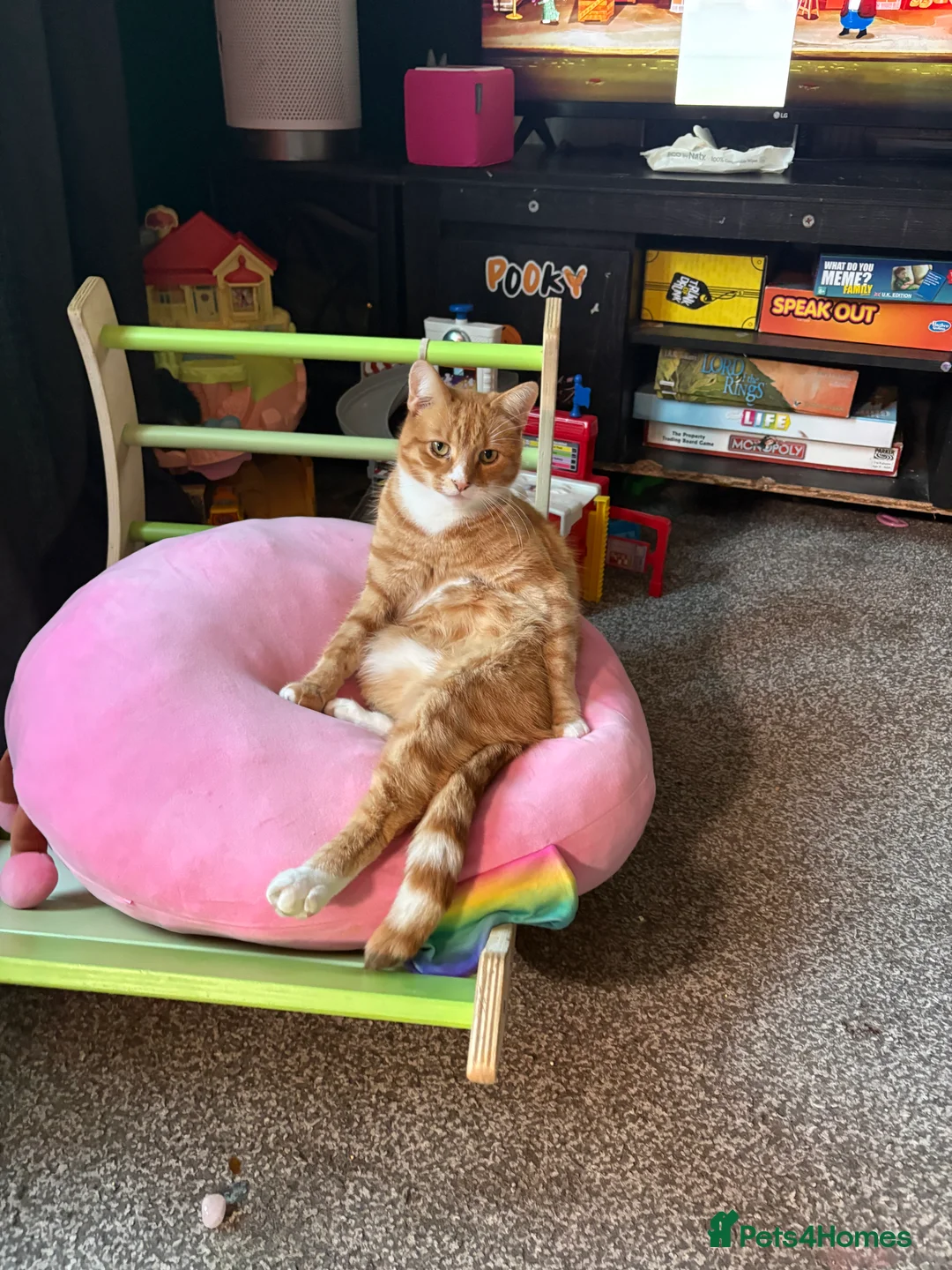 Mixed Breed cats for sale: 2 cats for sale  in Liverpool - Advert 2