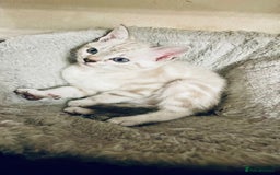 Bengal cats for sale: Pure bred Snow Bengal / Snow Leopard kittens - Image 11