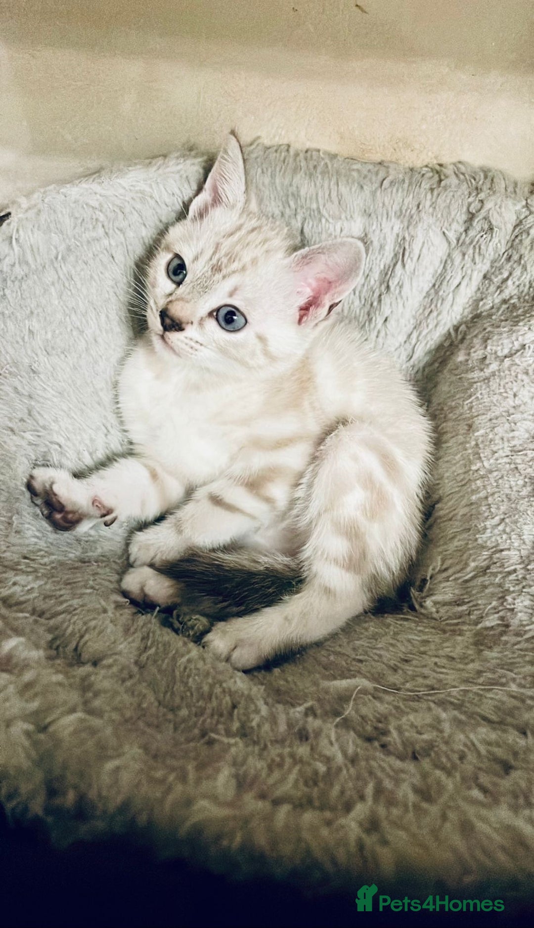 Bengal cats for sale: Pure bred Snow Bengal / Snow Leopard kittens - Image 11