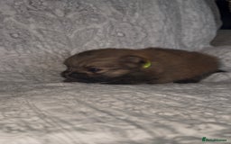 Pomeranian dogs for sale: EXTRA SMALL POMERANIAN GIRLS - Image 4