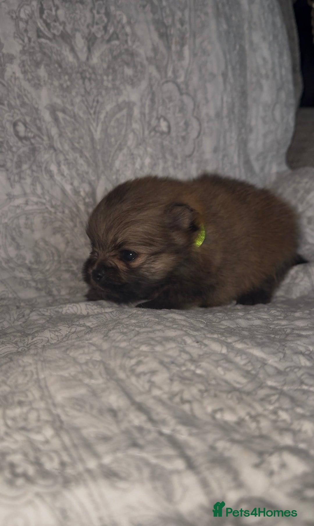 Pomeranian dogs for sale: EXTRA SMALL POMERANIAN GIRLS - Image 4