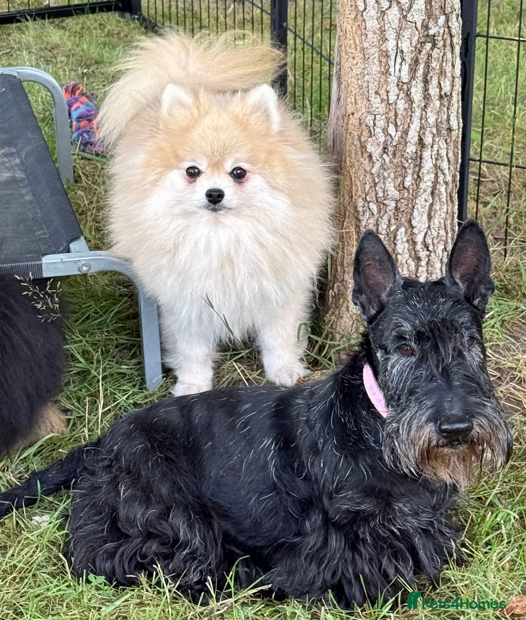 Pomeranian dogs for adoption: Mia – Just a Little Body, Carrying So Much Pain - Image 6