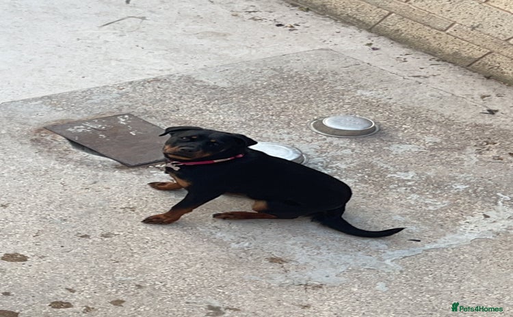 Rottweiler dogs - Advert 1