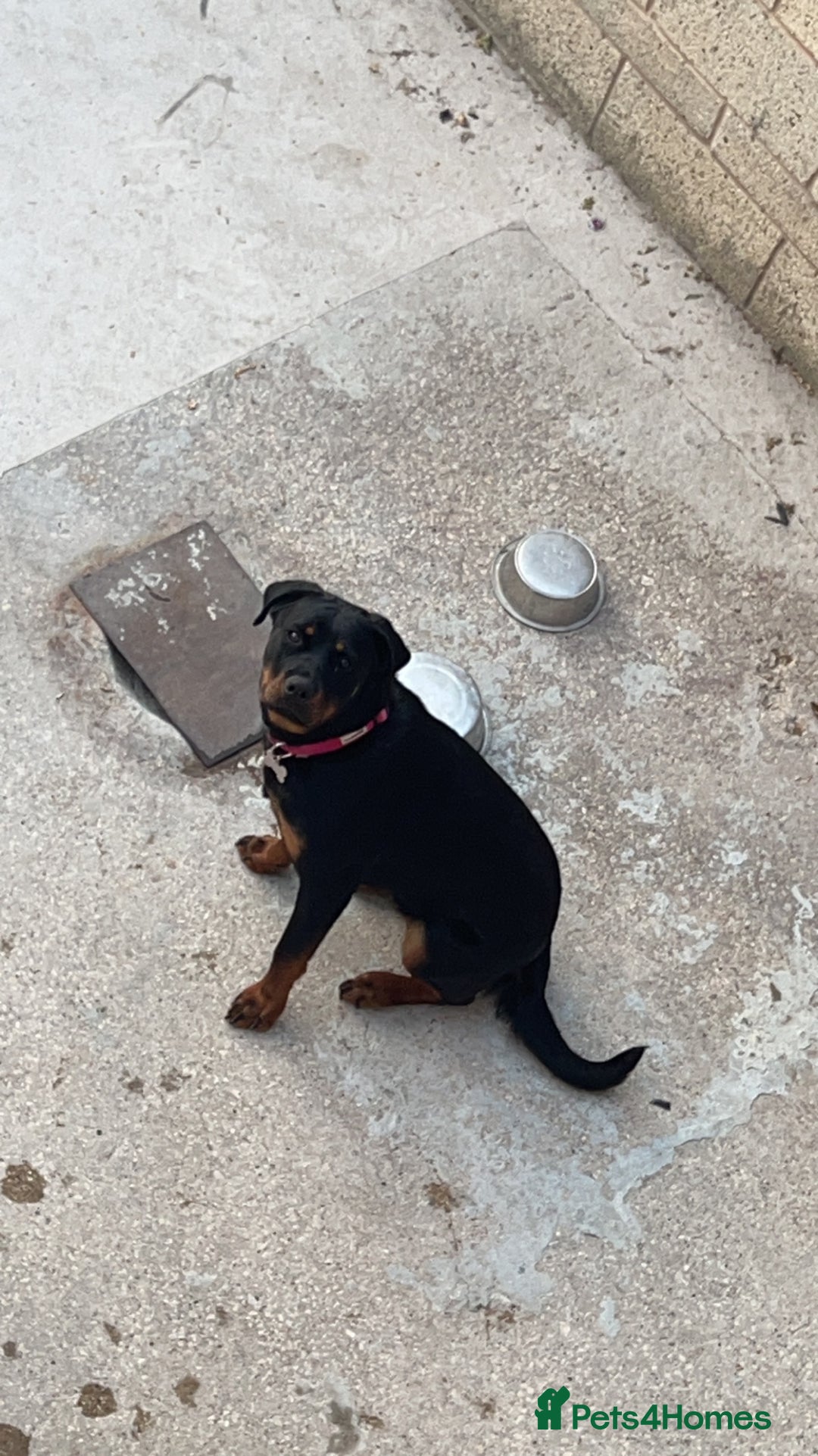 Rottweiler dogs for sale: 3 year old Rottweiler Female - Image 1