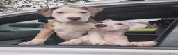 American Bulldog dogs for sale: Exceptional American Bulldog Puppies - Advert 3