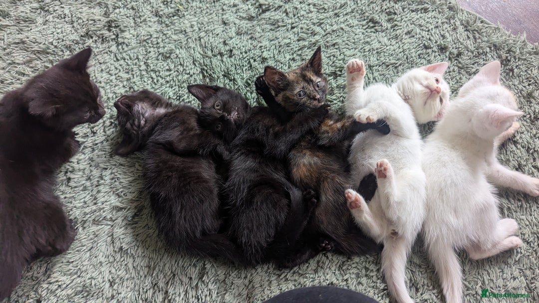 Mixed Breed cats for sale: Mixed coloured beautiful kittens 3 girls 3 boys  - Image 15
