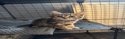 Mixed Breed cats for sale: British shorthair/bengal both mum&dad can be seen - Advert 16