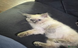Ragdoll cats for sale: Beautiful bluepoint ragdoll  - Image 7