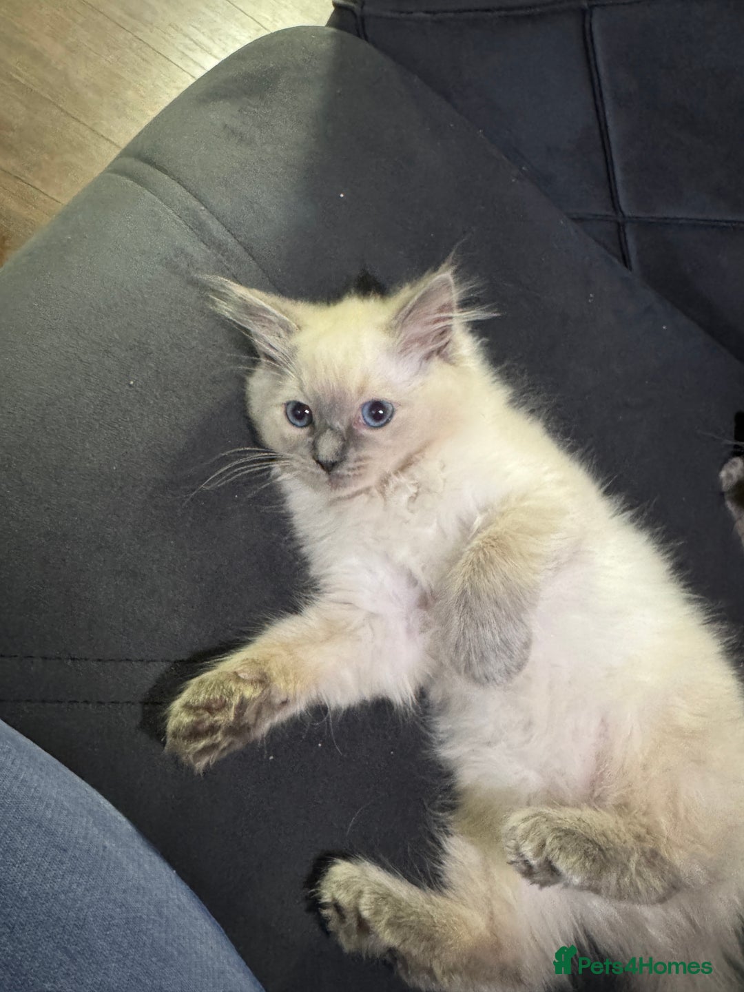 Ragdoll cats for sale: Beautiful bluepoint ragdoll  - Image 7