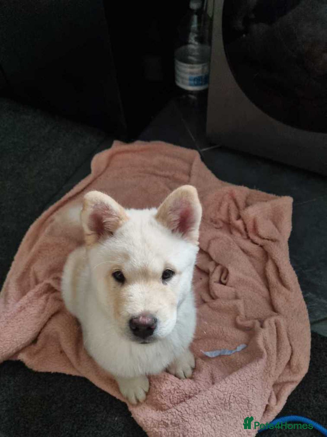 Mixed Breed dogs for sale: Chowski pups - Image 33