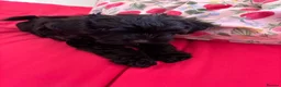 Yorkiepoo dogs for sale: Asian tiny toy poodle puppy’s  - Advert 5