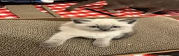 British Shorthair cats for sale: British short hair  in Keighley - Advert 10