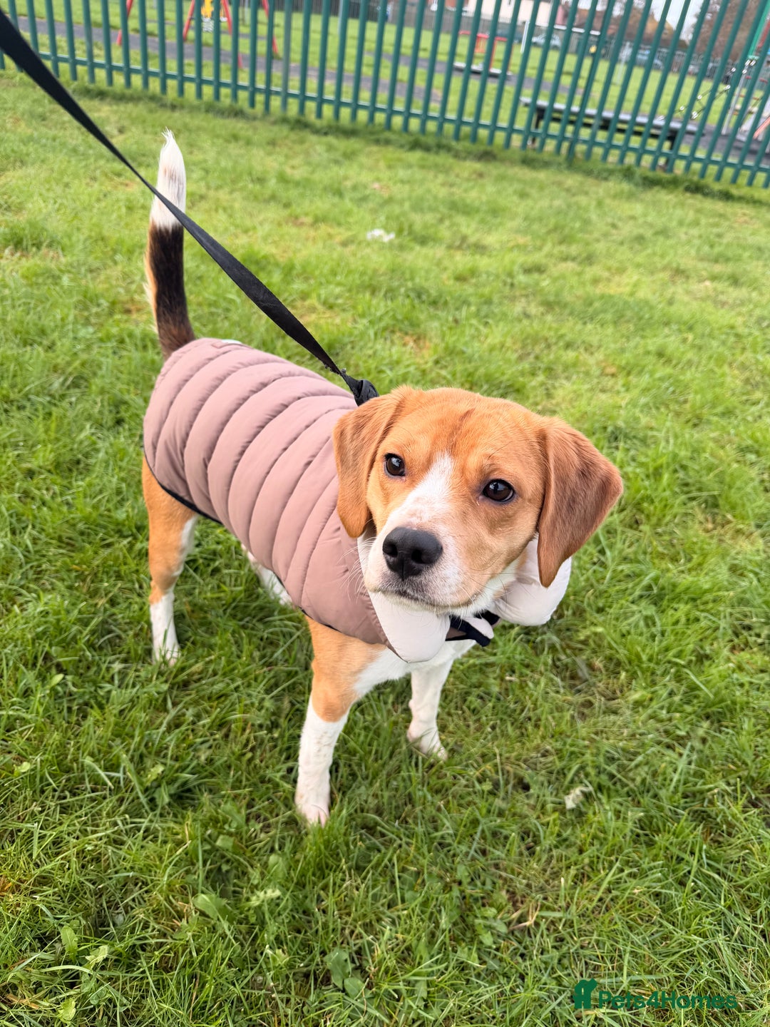 Beagle dogs for sale: Beautiful beagle  - Advert 1