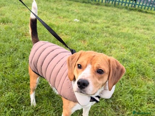 Beagle dogs Beautiful beagle - Advert 3