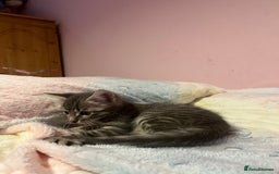 Bengal cats for sale: Bengal x Ragdoll Kittens - Advert 12