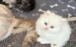Persian cats for sale: Persian x kittens , 2 separate litters - Advert 22