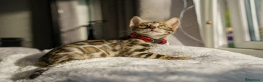 Red Collar