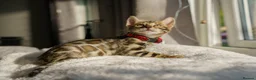 Bengal cats for sale: 6 Bengal kittens - Health and genetically tested - Advert 8