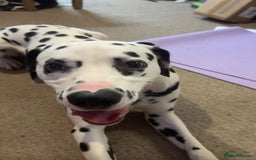 Dalmatian dogs for sale: Heartbreaking Sale – 2-Year-Old Male Dalmatian - Image 7
