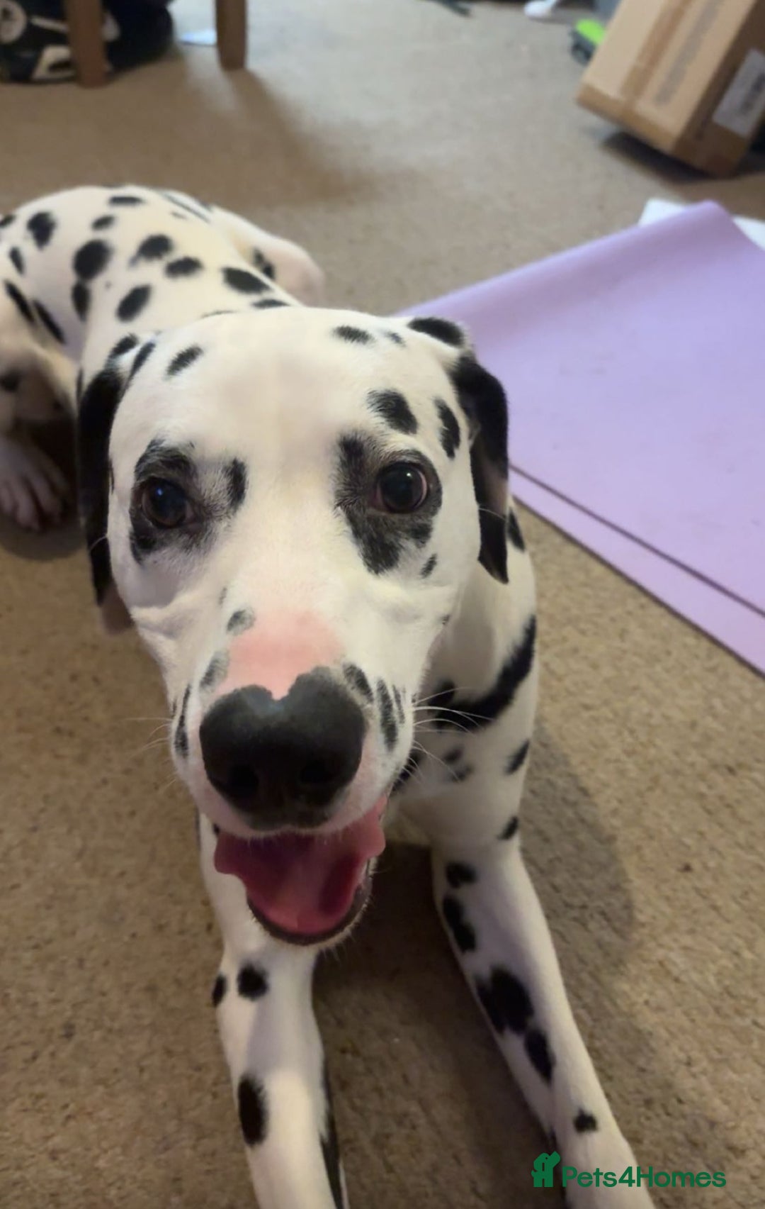 Dalmatian dogs for sale: Heartbreaking Sale – 2-Year-Old Male Dalmatian - Image 7