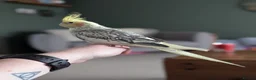 Cockatiels birds for sale: Female Cockatiel  in Newcastle upon Tyne - Advert 2