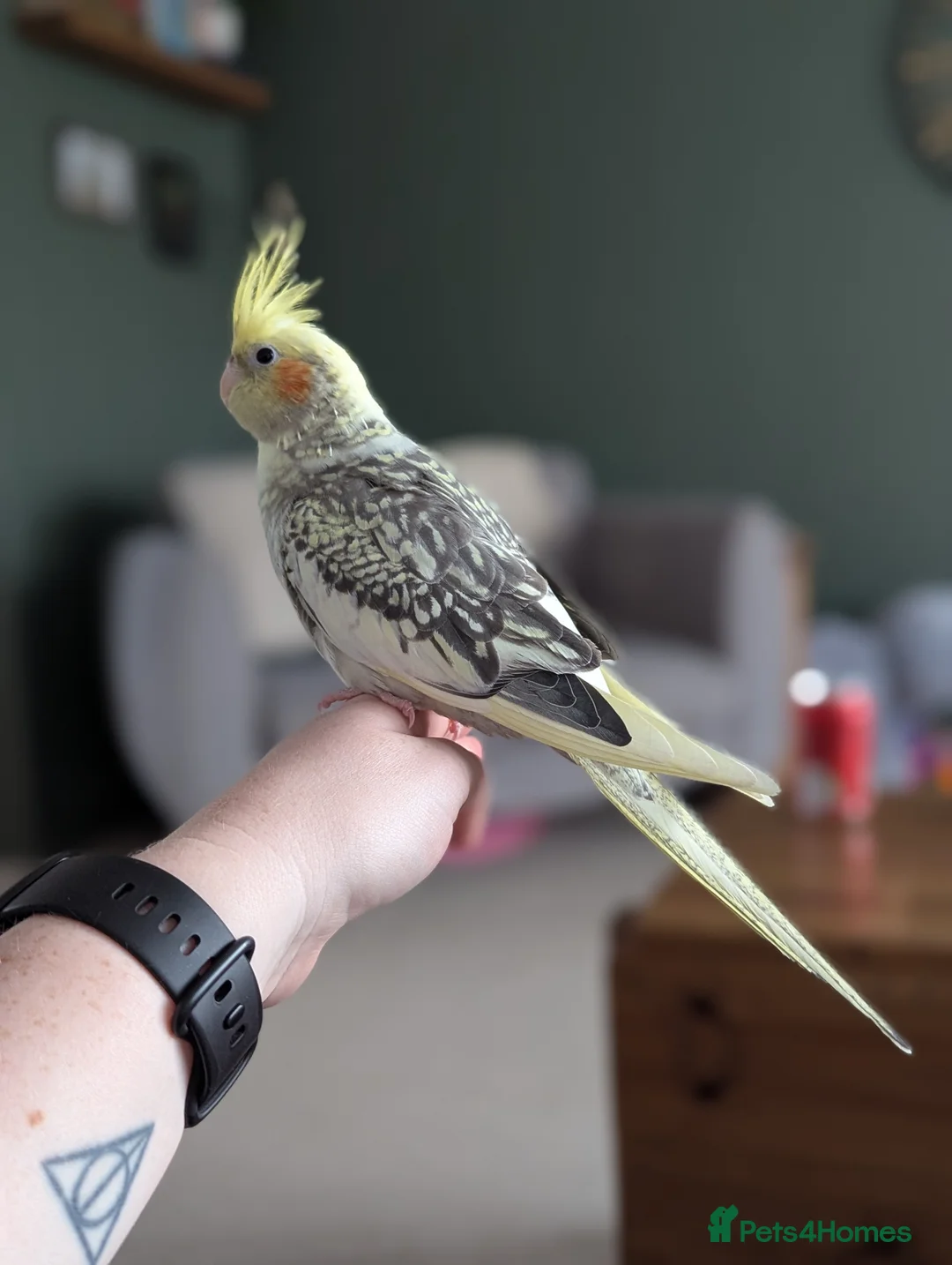 Cockatiels birds for sale: Female Cockatiel  in Newcastle upon Tyne - Advert 2