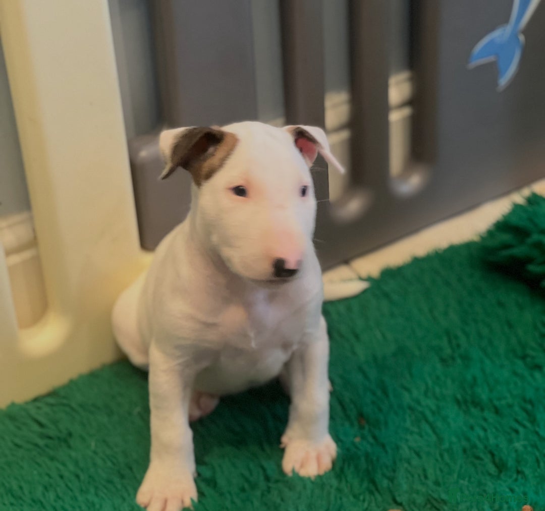 Bull Terrier dogs for sale: USA & UK Champion Bloodline English bull terriers  in Gateshead - Image 20