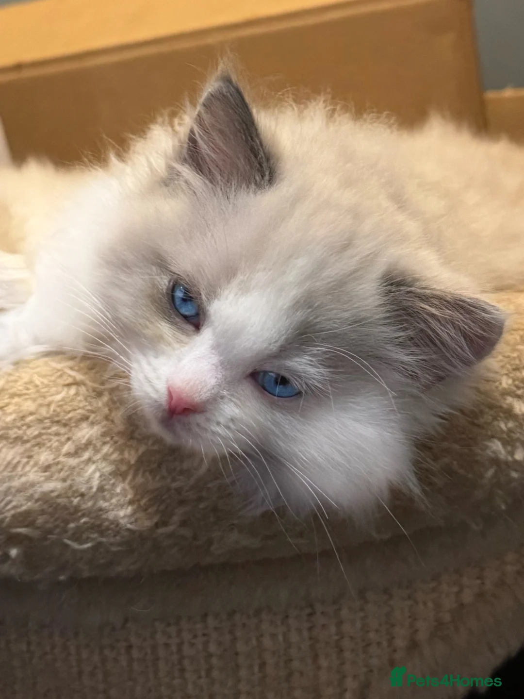 Ragdoll cats for sale: READY NOW TICA ACTIVE Kittens, European bi-colour - Advert 10