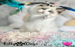Ragdoll cats for sale: 🐾🩷*TICA REG* LYNX TABBY EU RAGDOLL KITTENS🩵🐾 - Image 16