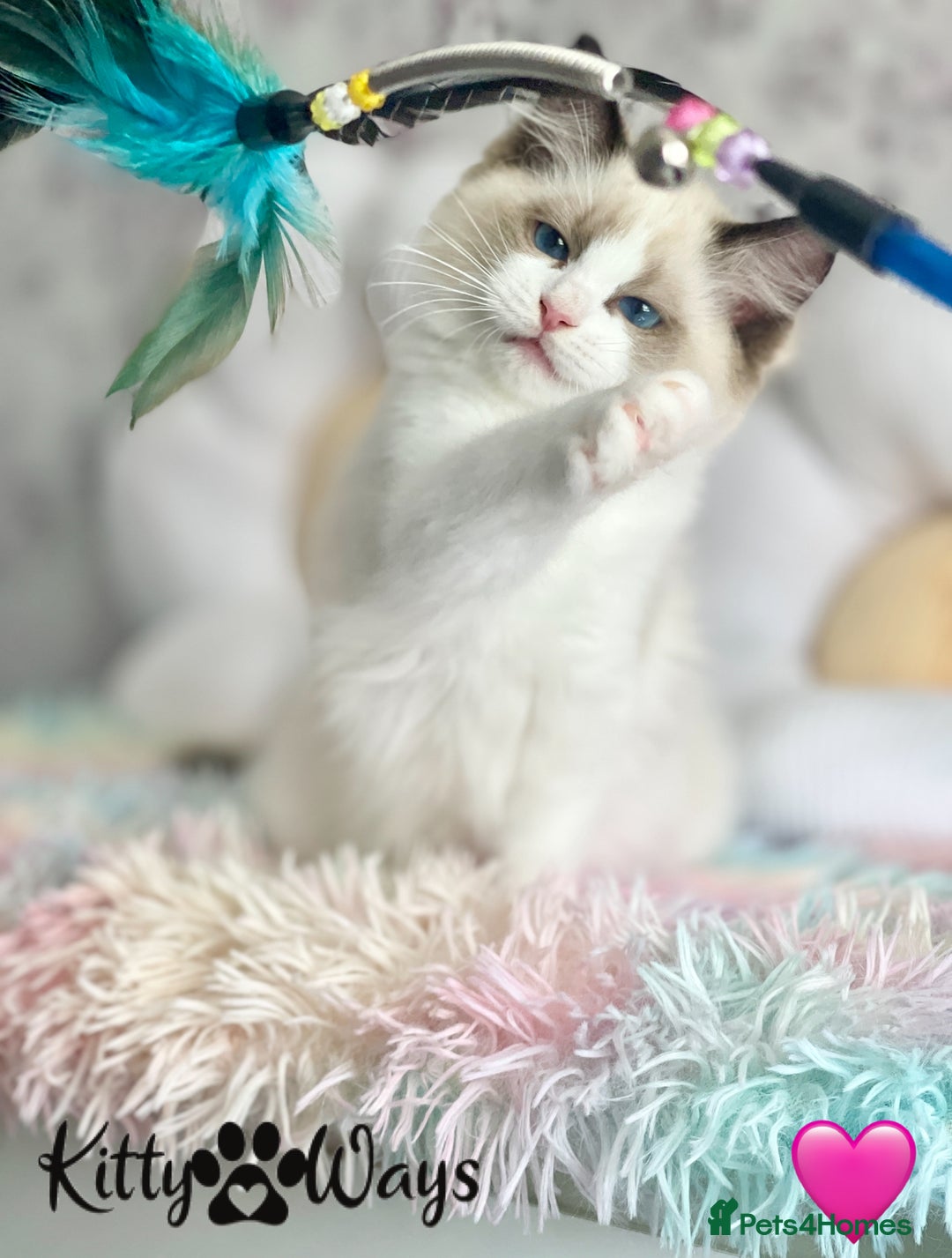 Ragdoll cats for sale: 🐾🩷*TICA REG* LYNX TABBY EU RAGDOLL KITTENS🩵🐾 - Image 16