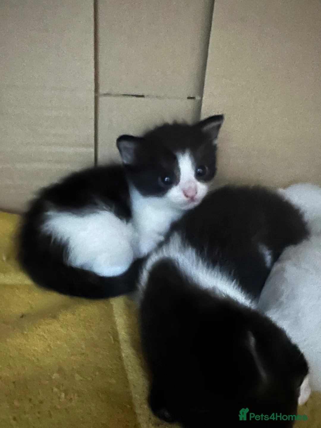 Bengal cats for sale: 2females And 2 males  in Altrincham - Advert 2