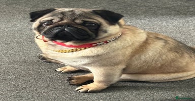 Pug dogs - Advert 3