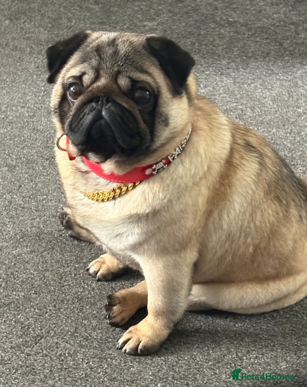 Pug dogs for sale: Stunning pug boy - Image 2