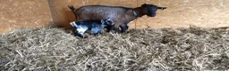 Goats livestock for sale: Pygmy goat kids (debudded) for sale  - Advert 4