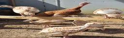 Turkeys poultry for sale: Red Bourbon Turkey poults - Advert 3