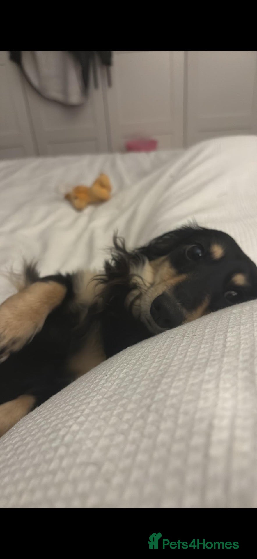 Miniature Dachshund dogs Purebred Longhair Mini Daschund for Rehoming - Advert 2