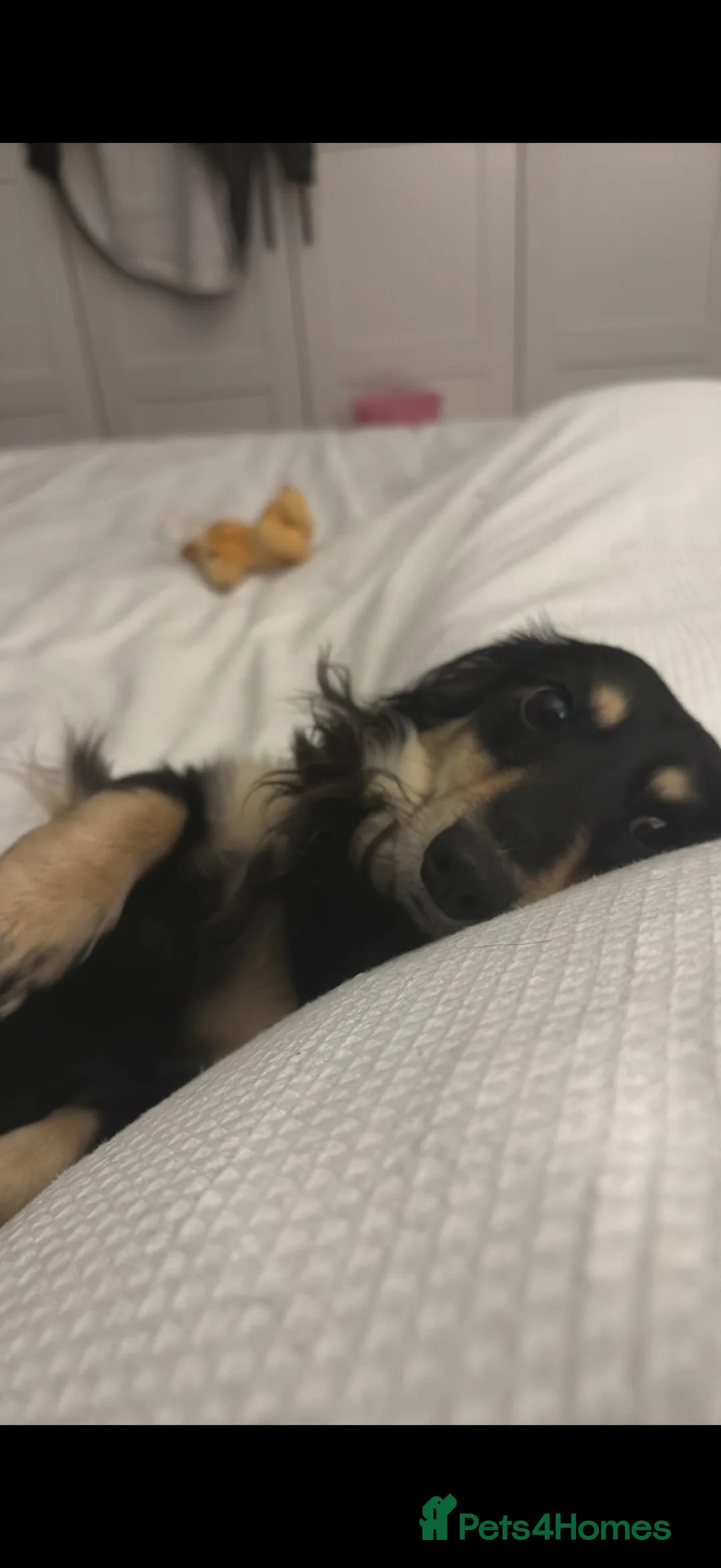 Miniature Dachshund dogs for sale: Purebred Longhair Mini Daschund for Rehoming - Advert 1