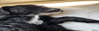 Cockapoo 7- Black with white boy