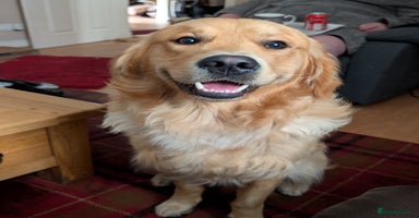 Golden Retriever dogs in Saltcoats - Advert 2