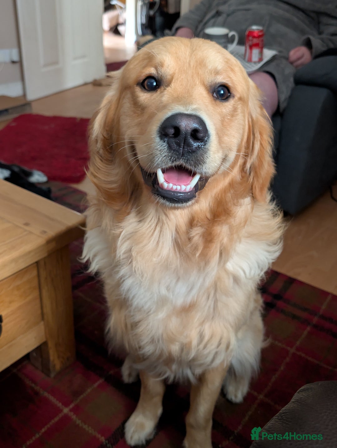 Golden Retriever dogs for stud: Fully Health Tested KC Golden Retriever Stud in Saltcoats - Image 3