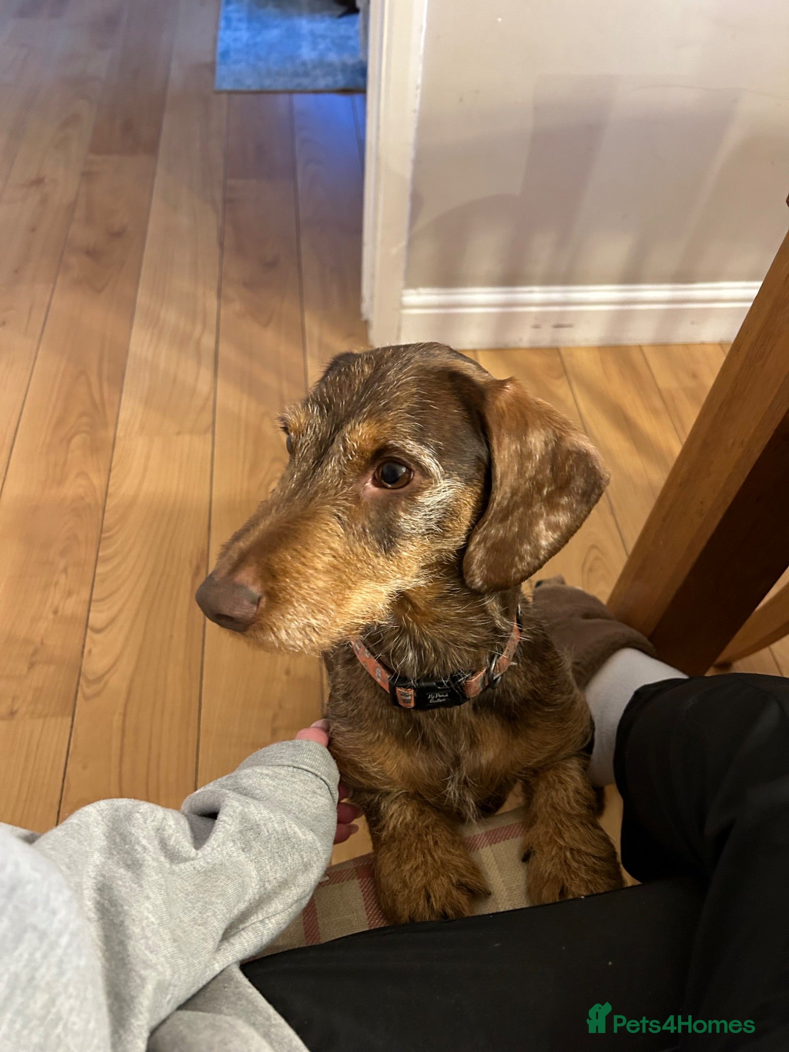 Dachshund dogs 6 year old Dachshund for rehome - Advert 4