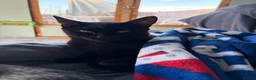 Bengal cats for sale: 🐾 Stunning Full Bengal Kittens – £600 Each 🐾 - Advert 15
