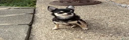 Chihuahua dogs for sale: Very small 1 year old female  in Southend-on-Sea - Advert 2