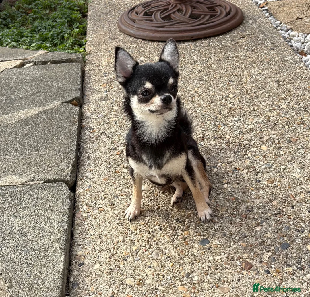 Chihuahua dogs for sale: Very small 1 year old female  in Southend-on-Sea - Advert 2
